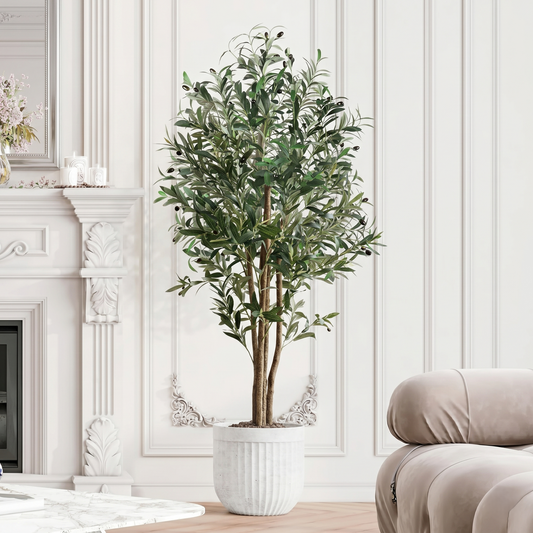 Indoor Potted Olive Tree